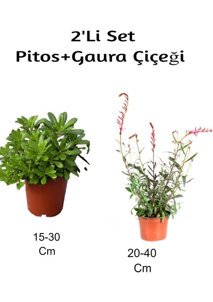 Serada Decor Plant Pitos+ Gaura Çiçeği 2'li Set Dış Mekan Bitkisi