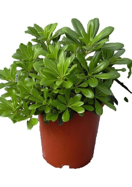 Serada Decor Plant Pitos+ Gaura Çiçeği 2'li Set Dış Mekan Bitkisi