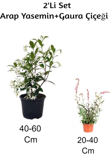 Arap Yasemin Çiçeği+ Gaura Çiçeği2'li Set Dış Mekan Bitkisi