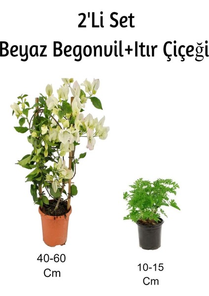 Beya Begonvil+ Itır Çiçeği 2' Li Set (Gül Damlası) Dış Mekan Bitkisi