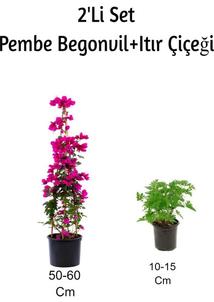 Pembe Begonvil+ Itır Çiçeği (Gül Damlası) 2'li Set Dış Mekan Bitkisi