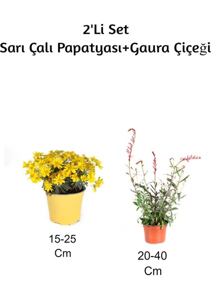 Sarı Çalı Papatyası+ Gaura Çiçeği 2'li Set Dış Mekan Bitkisi
