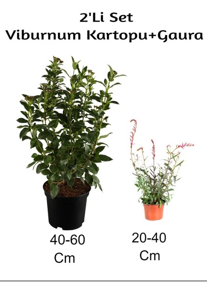 Viburnum Kartopu+ Gaura Çiçeği 2'li Set Dış Mekan Bitkisi