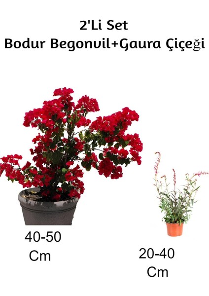 Kırmızı Bodur Begonvil+ Gaura Çiçeği 2'li Set Dış Mekan Bitkisi (Begonvillia)