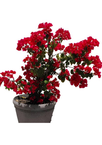 Kırmızı Bodur Begonvil+ Gaura Çiçeği 2'li Set Dış Mekan Bitkisi (Begonvillia) fiyatları