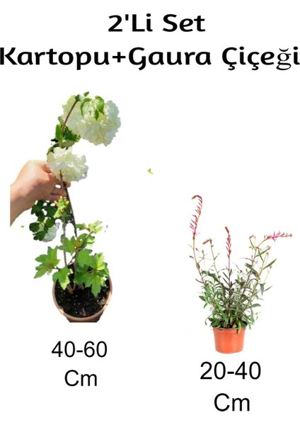 Kartopu+ Gaura Çiçeği 2'li Set Dış Mekan Bitkisi