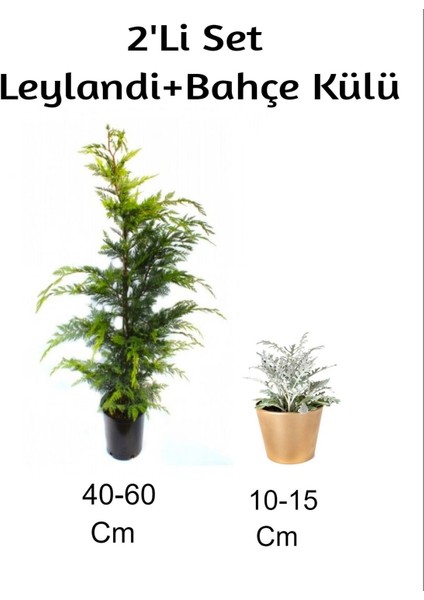 Leylandi+ Bahçe Külü 2'li Set Dış Mekan Bitkisi
