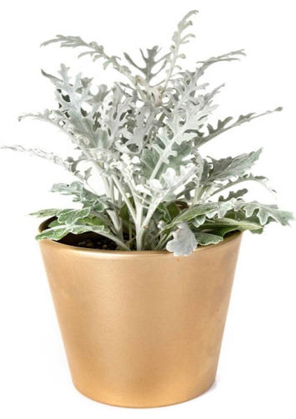 Leylandi+ Bahçe Külü 2'li Set Dış Mekan Bitkisi modelleri