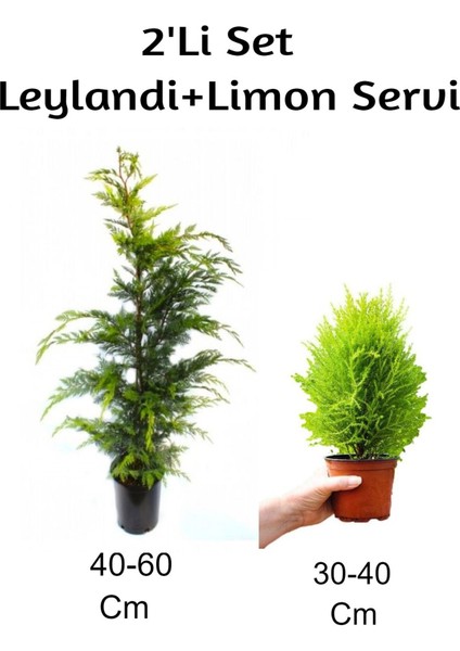Leylandi+Limon Servi Fidanı 2'li Set Dış Mekan Bitkisi