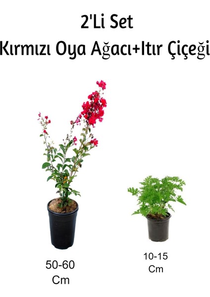 Kırmızı Oya Ağacı+ Itır Çiçeği (Gül Damlası) Dış Mekan Bitkisi