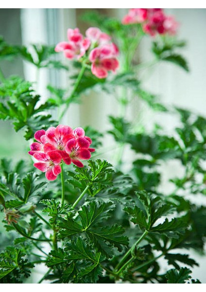 Kırmızı Oya Ağacı+ Itır Çiçeği (Gül Damlası) Dış Mekan Bitkisi modelleri