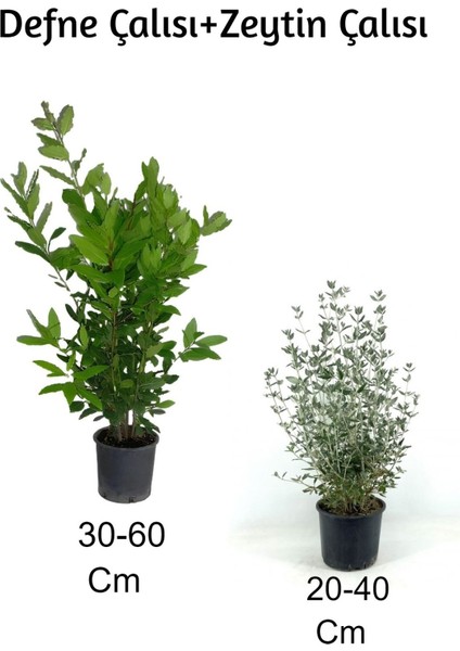 Defne Çalısı+ Zeytin Çalısı 2'li Set Dış Mekan Bitkisi