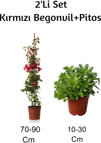 Kırmızı Begonvil+ Pitos 2'li Set Dış Mekan Bitkisi (Begonvillia)