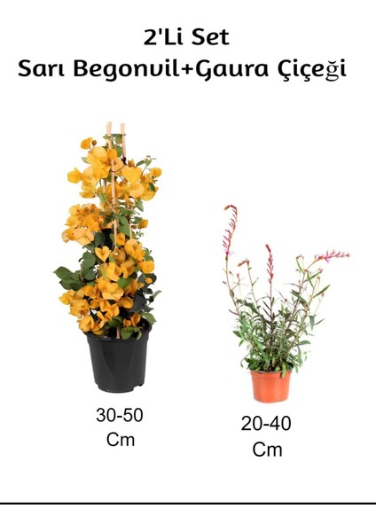 Sarı Begonvil+ Gaura Çiçeği2'li Set Dış Mekan Bitkisi (Begonvillia)