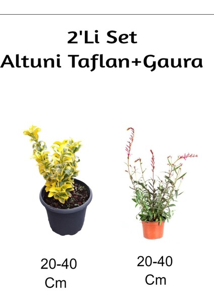 Altuni Taflan + Gaura Çiçeği 2'li Set Dış Mekan Bitkisi
