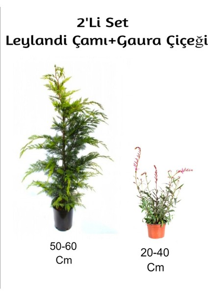 Leylandi Çamı+ Gaura Çiçeği 2'li Set Dış Mekan Bitkisi
