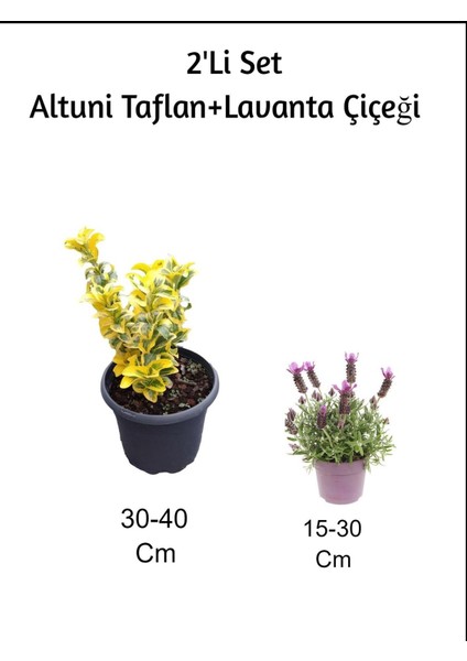 Altuni Taflan+ Lavanta Çiçeği 2'li Set Dış Mekan Bitkisi