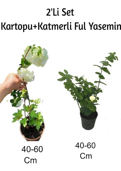 Kartopu+ Katmerli Ful Yasemin Çiçeği2'li Set Dış Mekan Bitkisi