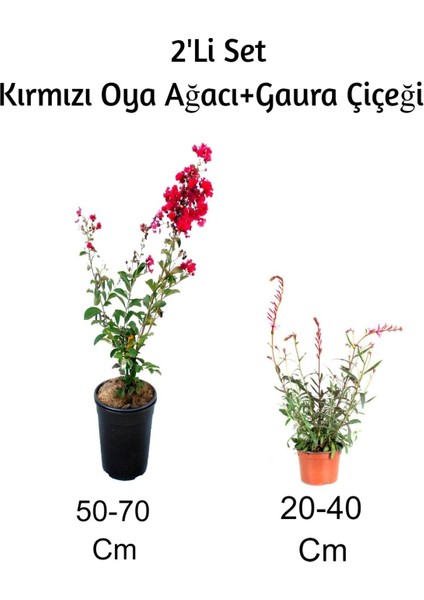 Kırmızı Oya Ağacı+ Gaura Çiçeği 2'li Set Dış Mekan Bitkisi