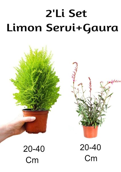 Limon Servi+ Gaura Çiçeği 2'li Set Dış Mekan Bitkisi