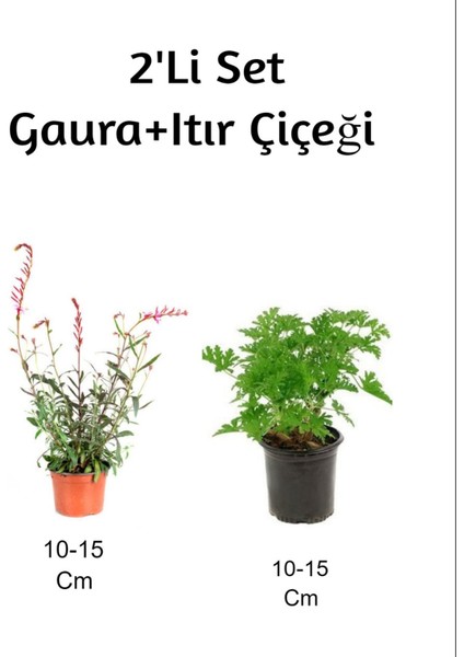 Gaura Çiçeği + Itır Çiçeği 2'li Set (Gül Damlası) Dış Mekan Bitkisi
