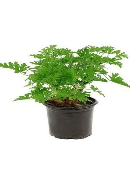 Gaura Çiçeği + Itır Çiçeği 2'li Set (Gül Damlası) Dış Mekan Bitkisi modelleri