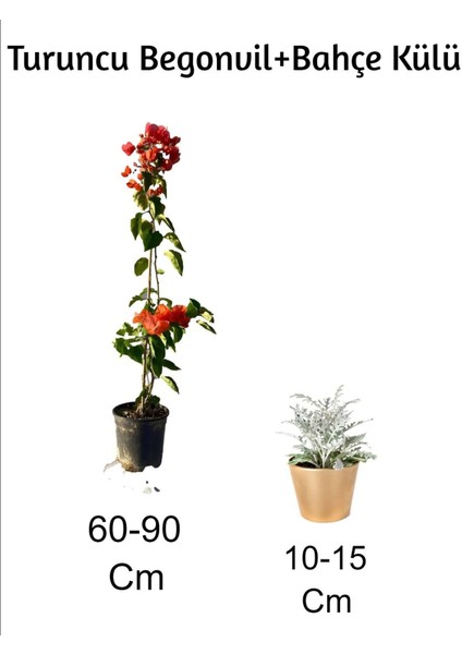Turuncu Begonvil+ Bahçe Külü 2'li Set Dış Mekan Bitkisi (Begonvillia)