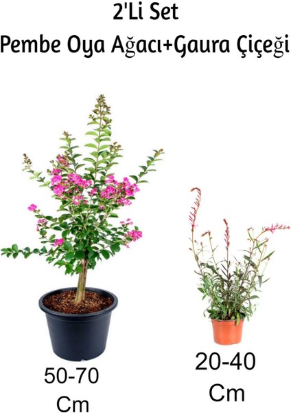 Pembe Oya Ağacı Fidanı+ Gaura Çiçeği 2'li Set Dış Mekan Bitkisi