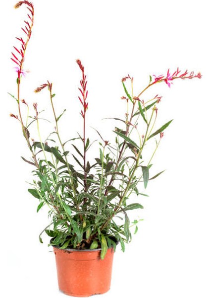 Pembe Oya Ağacı Fidanı+ Gaura Çiçeği 2'li Set Dış Mekan Bitkisi modelleri