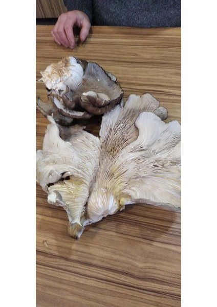 Hk 35 Istiridye Mantar Tohumu