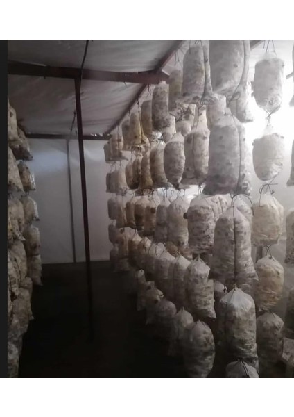 Hk 35 Istiridye Mantar Tohumu