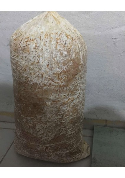 Hk 35 Istiridye Mantar Tohumu
