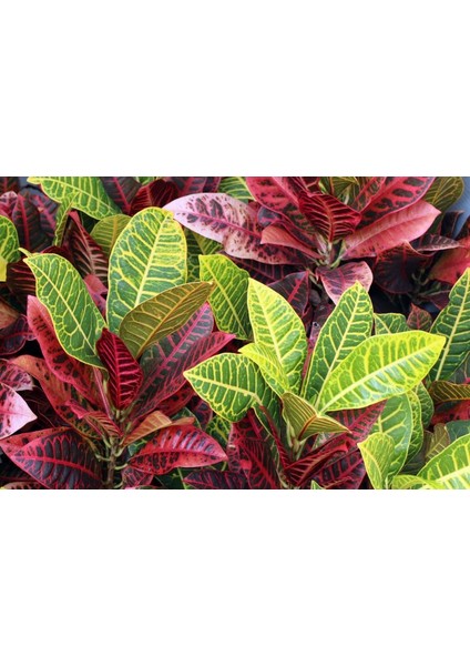 Kraton – Croton Petra 20-30 cm 3 Adet