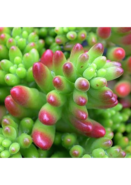 TNC Garden Groups Sedum Rubrotinctum – Jelibon Sukulent  45 Adet