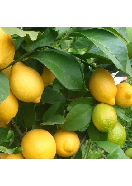 Yediveren Limon Fidanı 2 Adet 3 Yaş Tüplü ve Aşılı