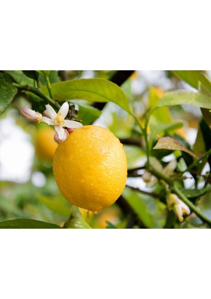 Yediveren Limon Fidanı 2 Adet 3 Yaş Tüplü ve Aşılı