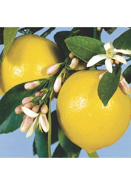 Yediveren Limon Fidanı 2 Adet 3 Yaş Tüplü ve Aşılı