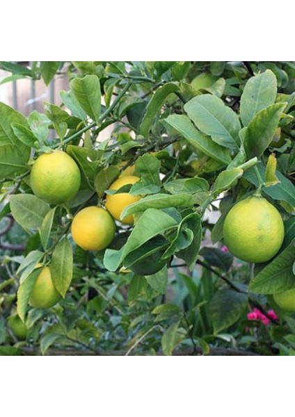 Yediveren Limon Fidanı 2 Adet 3 Yaş Tüplü ve Aşılı
