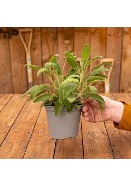 TNC Garden Groups Adaçayı – Salvia Officinalis – Tıbbi Adaçayı 30 Adet