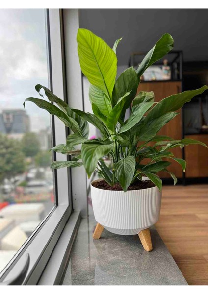 Tsdinç Store Lüx Ayaklı Nostaji Saksı No:2 Beyaz 5 Litre fırsatları