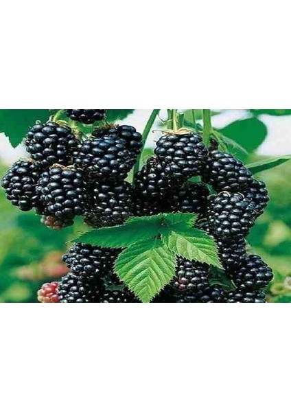 2 Adet Dido Böğürtleni: Yaz Sofralarınızın Vazgeçilmezi fiyatları