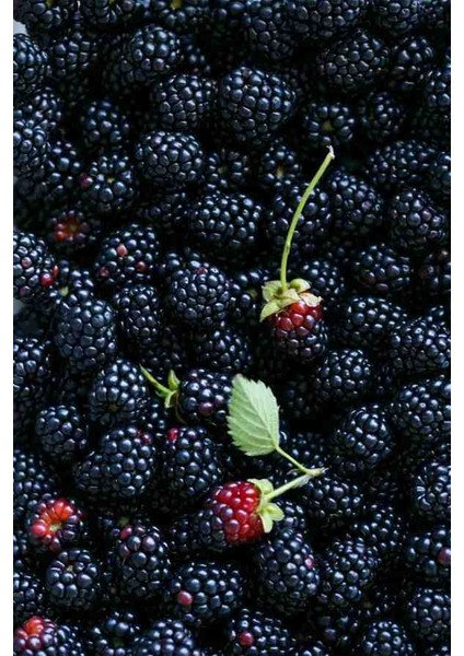 2 Adet Dido Böğürtleni: Yaz Sofralarınızın Vazgeçilmezi modelleri