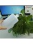 Su Gagası Dökme Aracı Succulents Bitki Çiçek Sulama Şişeleri Sıkabilir Conbo (Yurt Dışından) 1