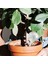 20 Adet Bitki Sulama Ampulleri Şeffaf Kendiliğinden Sulanan Küreler Houseplant (Yurt Dışından) 4