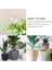 20 Adet Bitki Sulama Ampulleri Şeffaf Kendiliğinden Sulanan Küreler Houseplant (Yurt Dışından) 5
