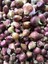 TEK DİŞ MÜRDÜK SARIMSAĞI TOHUMU (ARPACIK) 50 GR ORT 150 AD TOHUM 1