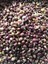 TEK DİŞ MÜRDÜK SARIMSAĞI TOHUMU (ARPACIK) 50 GR ORT 150 AD TOHUM 2