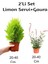 Limon Servi+ Gaura Çiçeği 2'li Set Dış Mekan Bitkisi 1