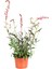 Serada Decor Plant Pitos+ Gaura Çiçeği 2'li Set Dış Mekan Bitkisi 3