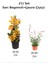Sarı Begonvil+ Gaura Çiçeği2'li Set Dış Mekan Bitkisi (Begonvillia) 1